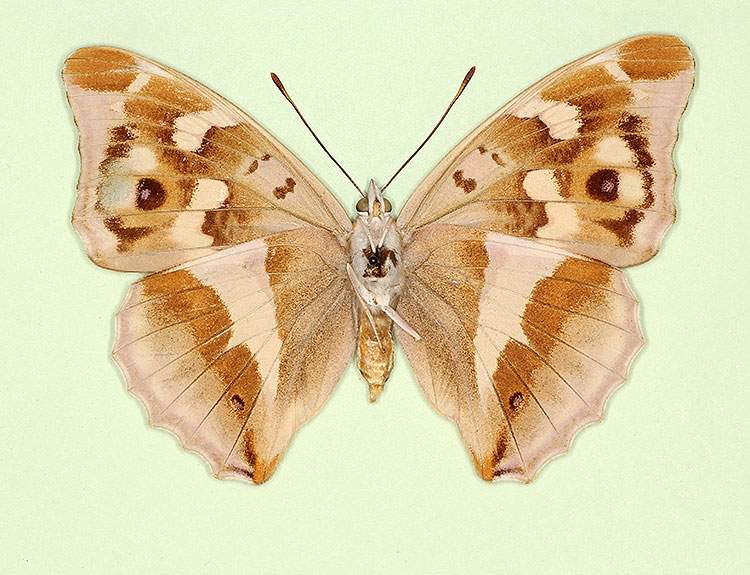 Apatura iris female (aberrant form nov, verso) (Internet Image property of respective owner, non-commercial use only)